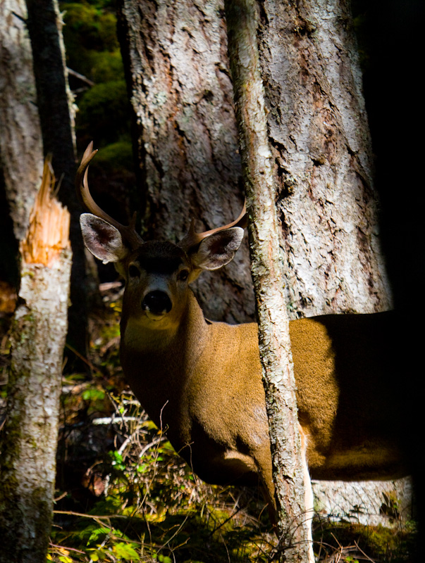 Mule Deer